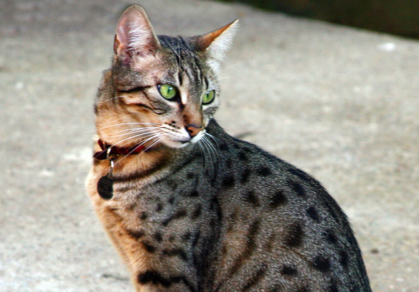 Egyptian Mau Cat Image