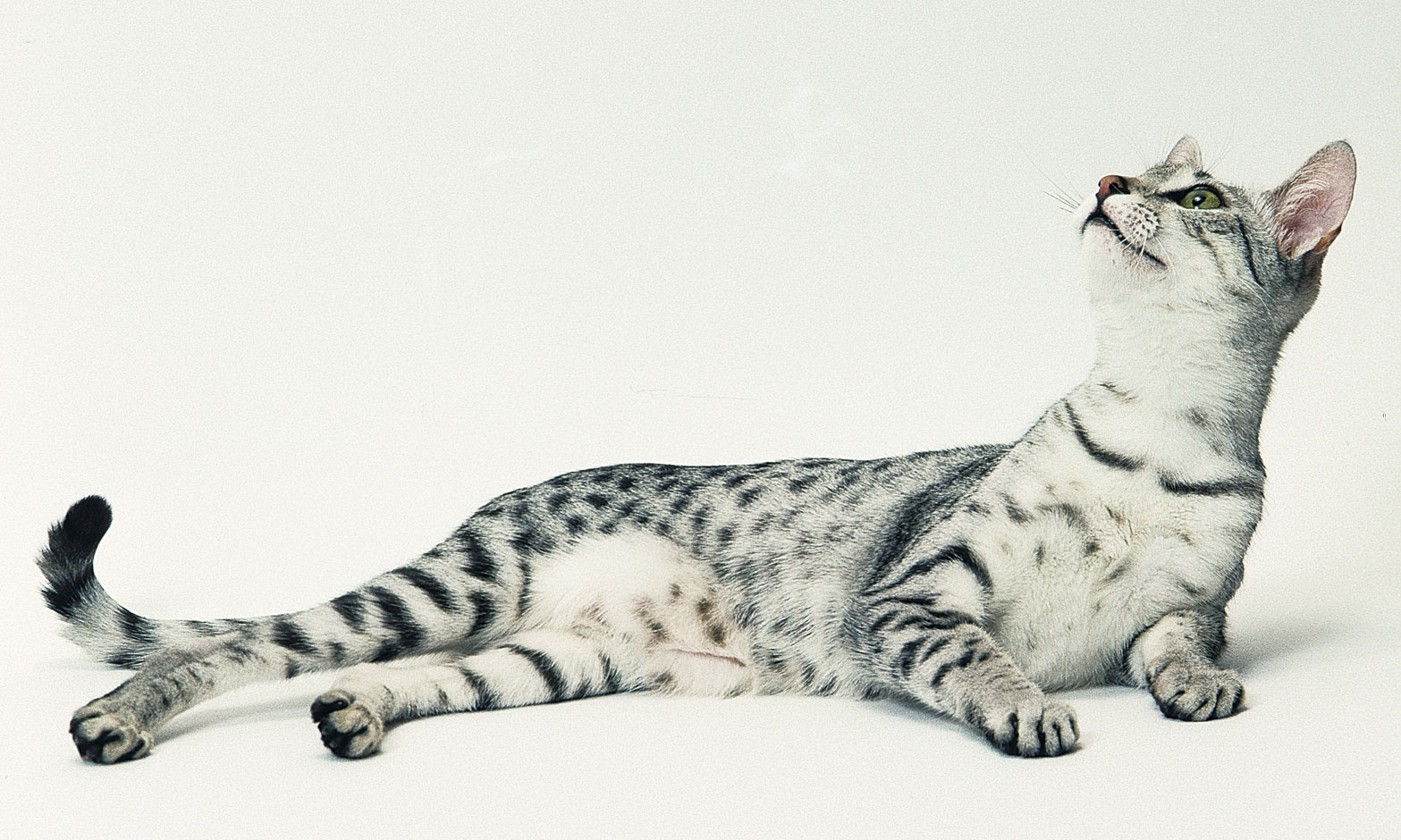 Egyptian Mau Cat Laying Down With Head Up