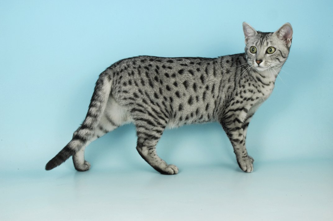 Egyptian Mau Cat Picture