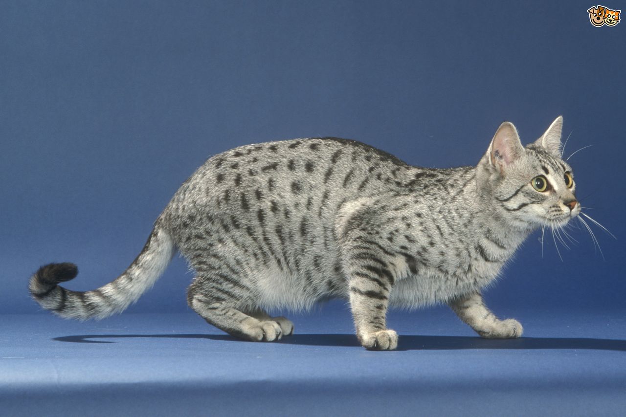 Egyptian Mau Cat Ready To Attack