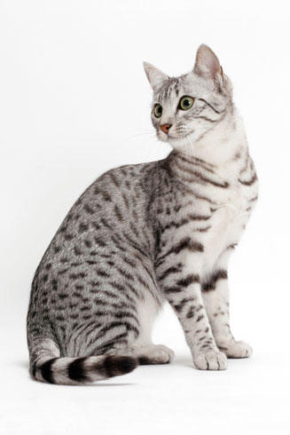 Egyptian Mau Cat Sitting Image