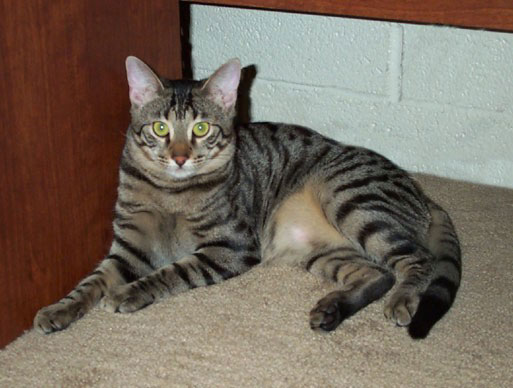 Egyptian Mau Cat Sitting In Corner