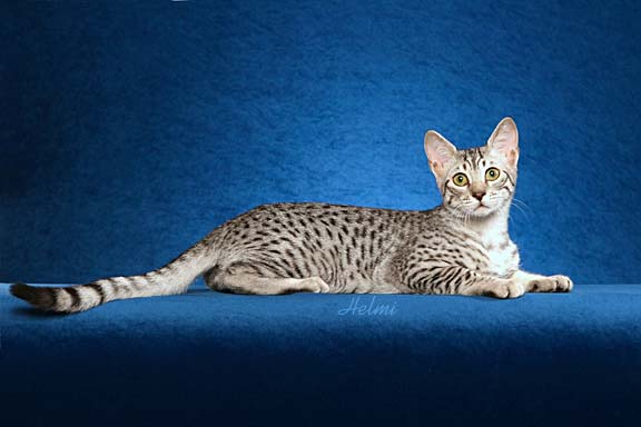 Egyptian Mau Cat Sitting On Blue Background