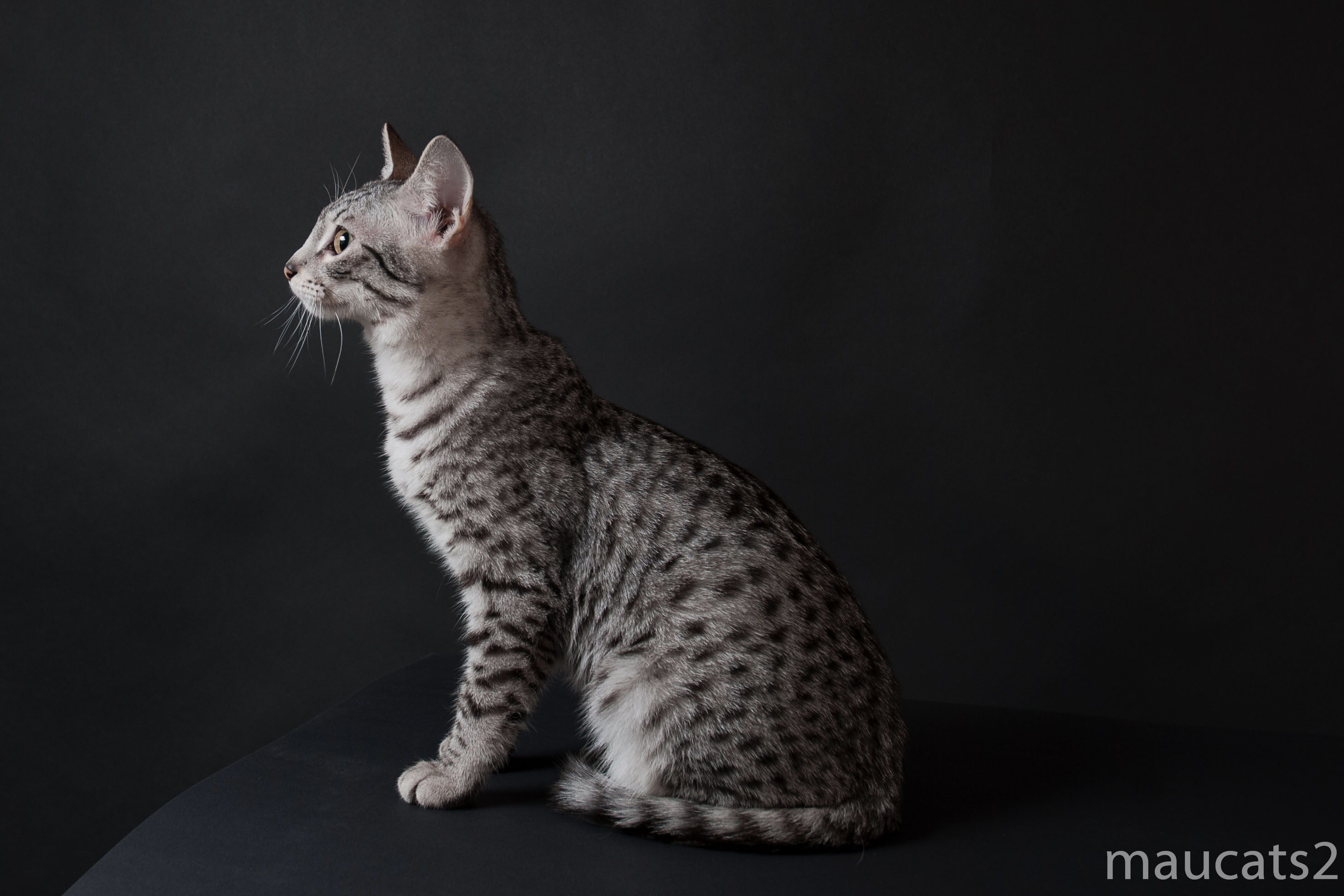 Egyptian Mau Cat Sitting Photo