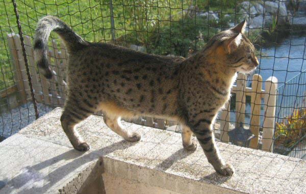 Egyptian Mau Cat Walking On Railing