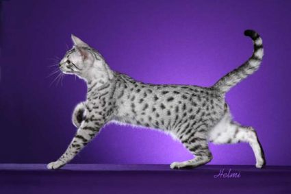 Egyptian Mau Cat Walking