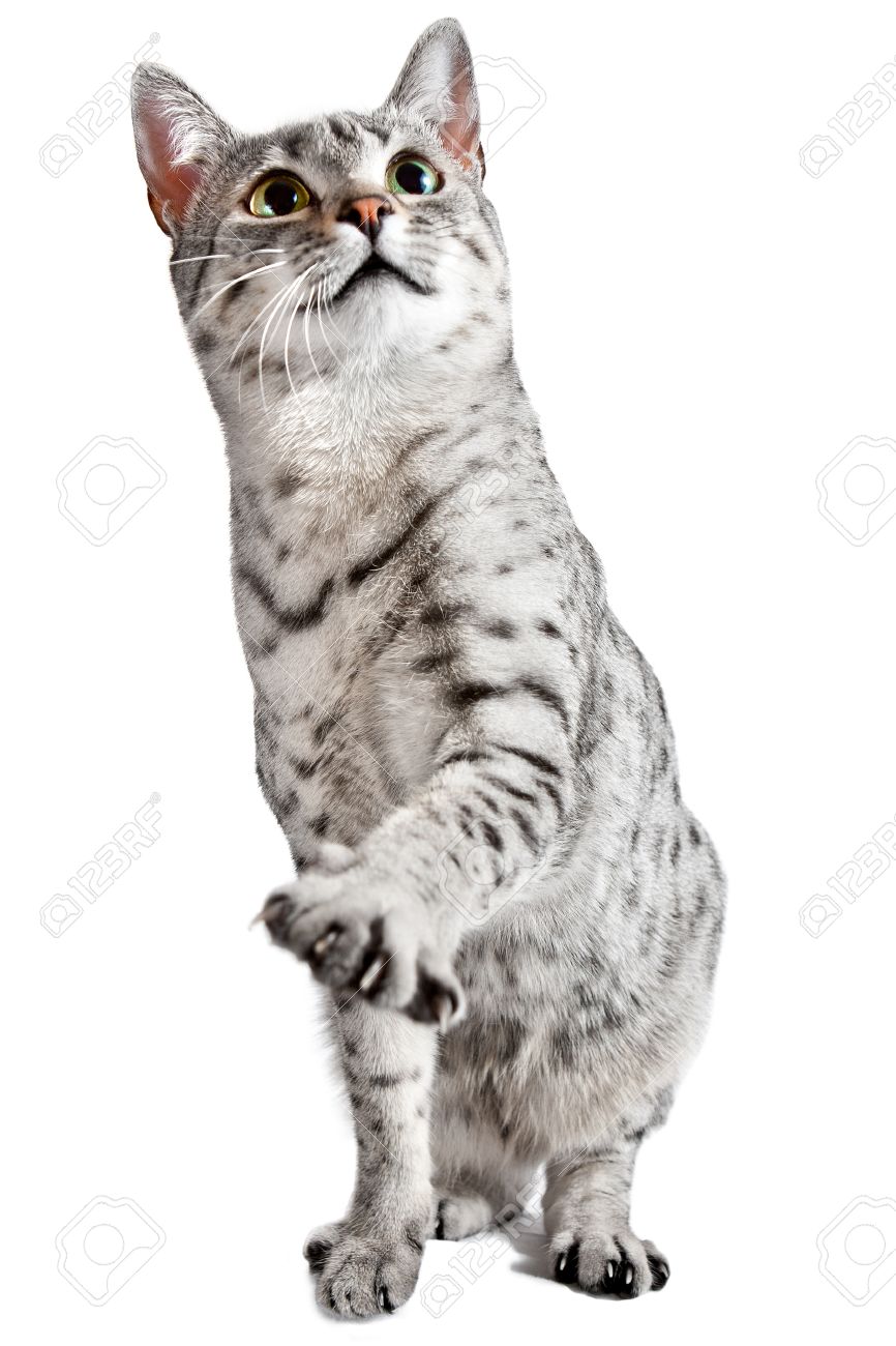 Egyptian Mau Cat With On Paw Up
