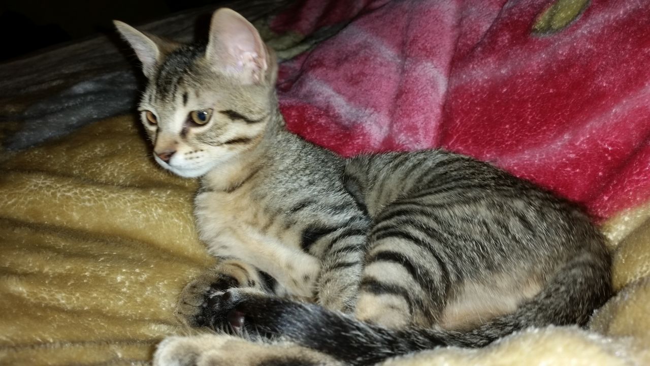 Egyptian Mau Kitten Laying On Bed