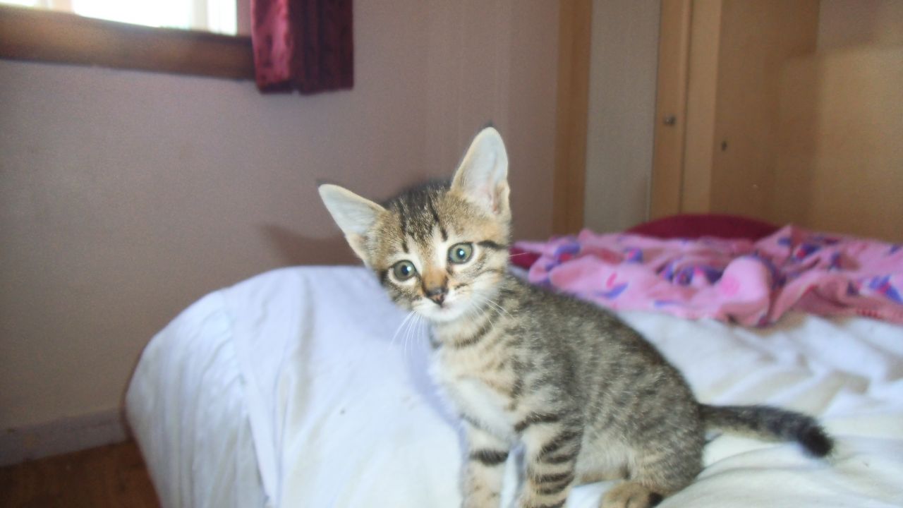 Egyptian Mau Kitten On Bed