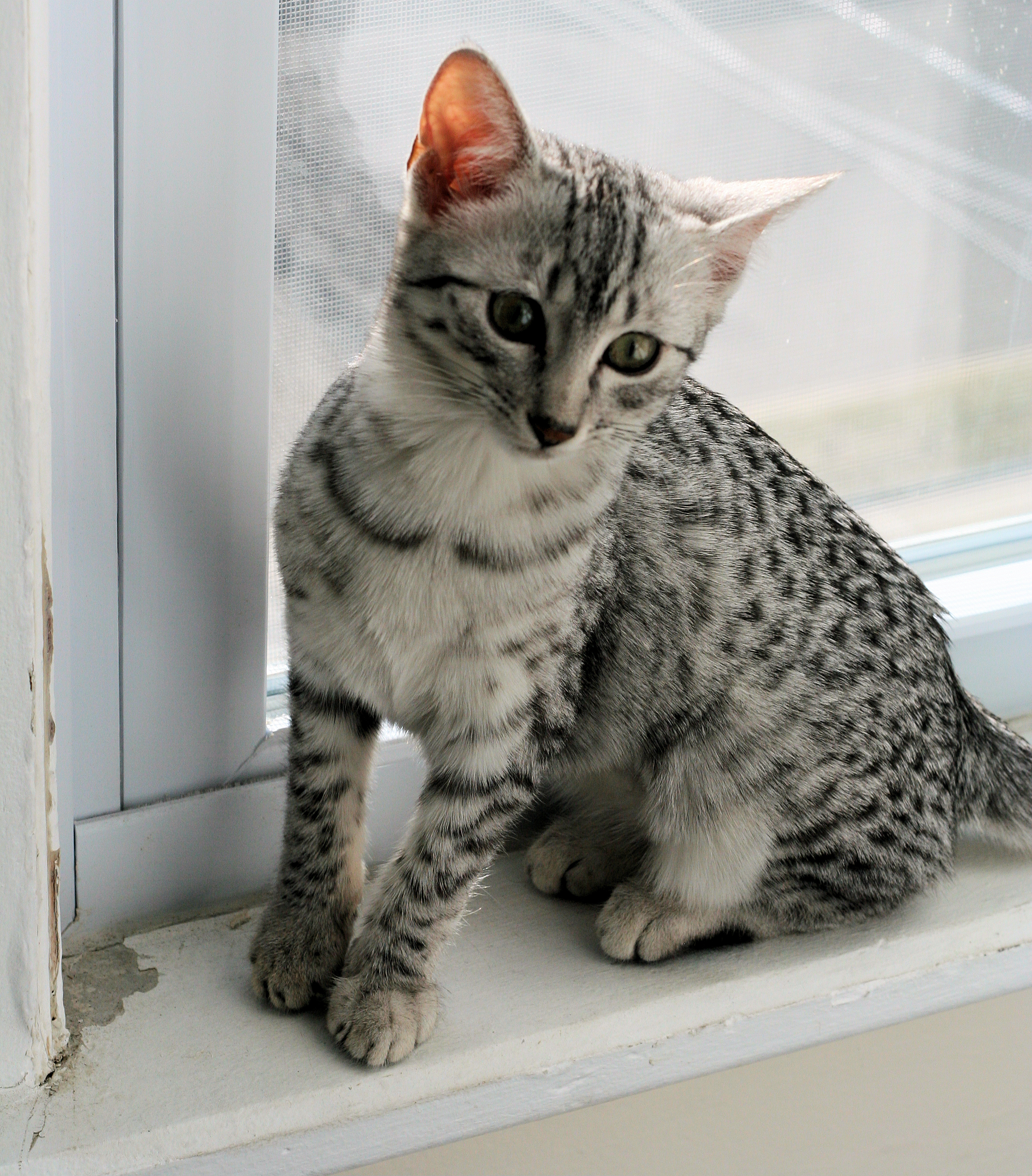 Egyptian Mau Kitten Sitting Near Window Picture