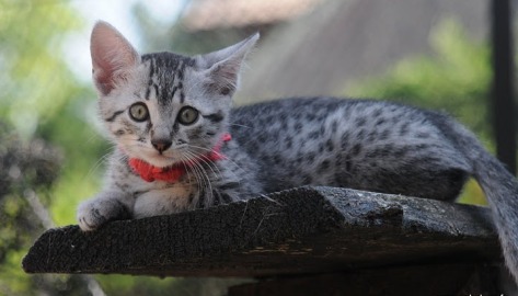 Egyptian Mau Kitten Sitting