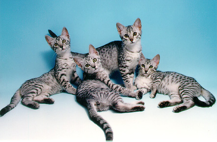 Egyptian Mau Kittens Picture