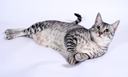 Egyptian Mau Laying With Head Up