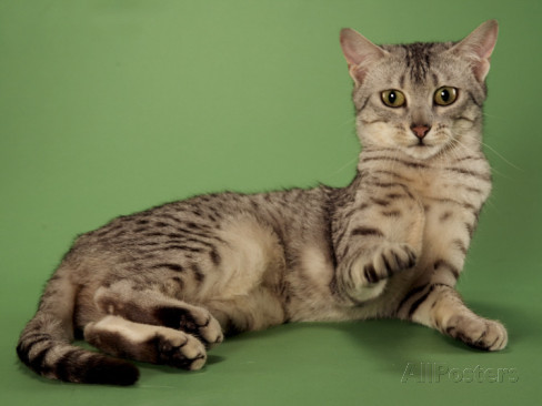 Egyptian Mau Laying With One Paw Up