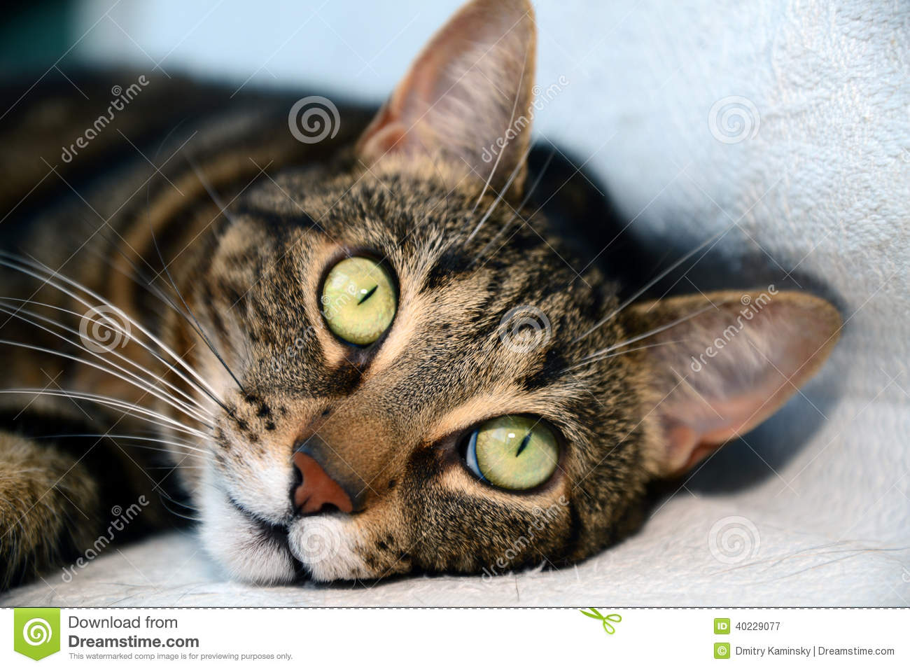 Egyptian Mau With Green Eyes Laying