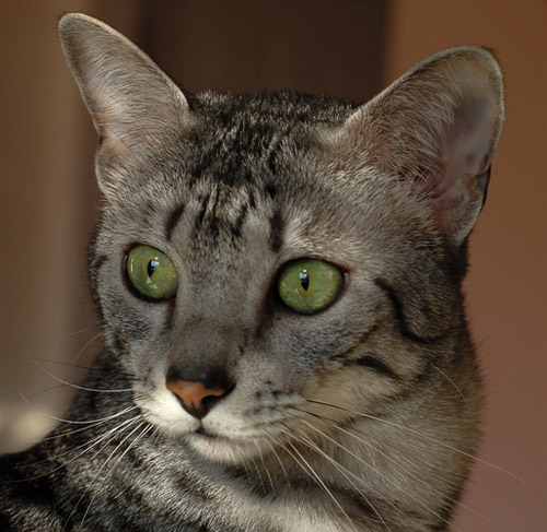 Egyptian Mau With Green Eyes