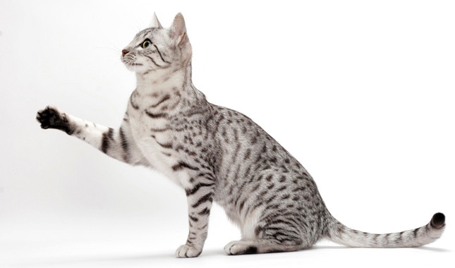 Egyptian Mau With One Paw Up