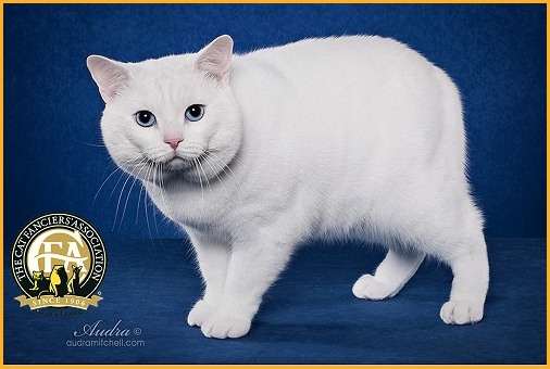 Fluffy White American Shorthair Cat Picture