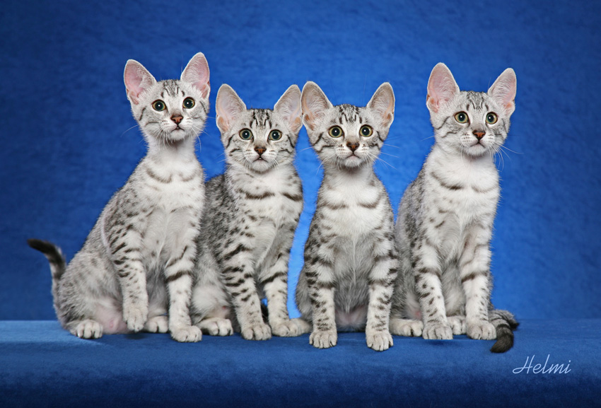 Four Awesome Egyptian Mau Kittens