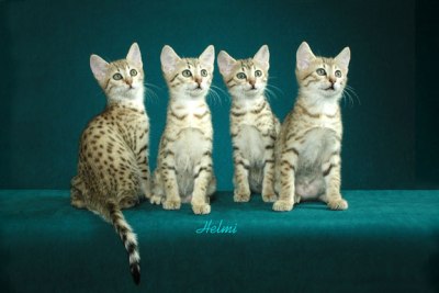 Four Cute Egyptian Mau Kittens