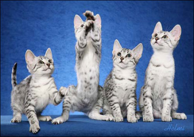 Four Egyptian Mau Kittens Playing
