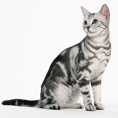 Full Grown American Shorthair Cat Sitting