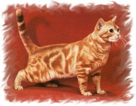 Full Grown Beautiful Orange American Shorthair Cat