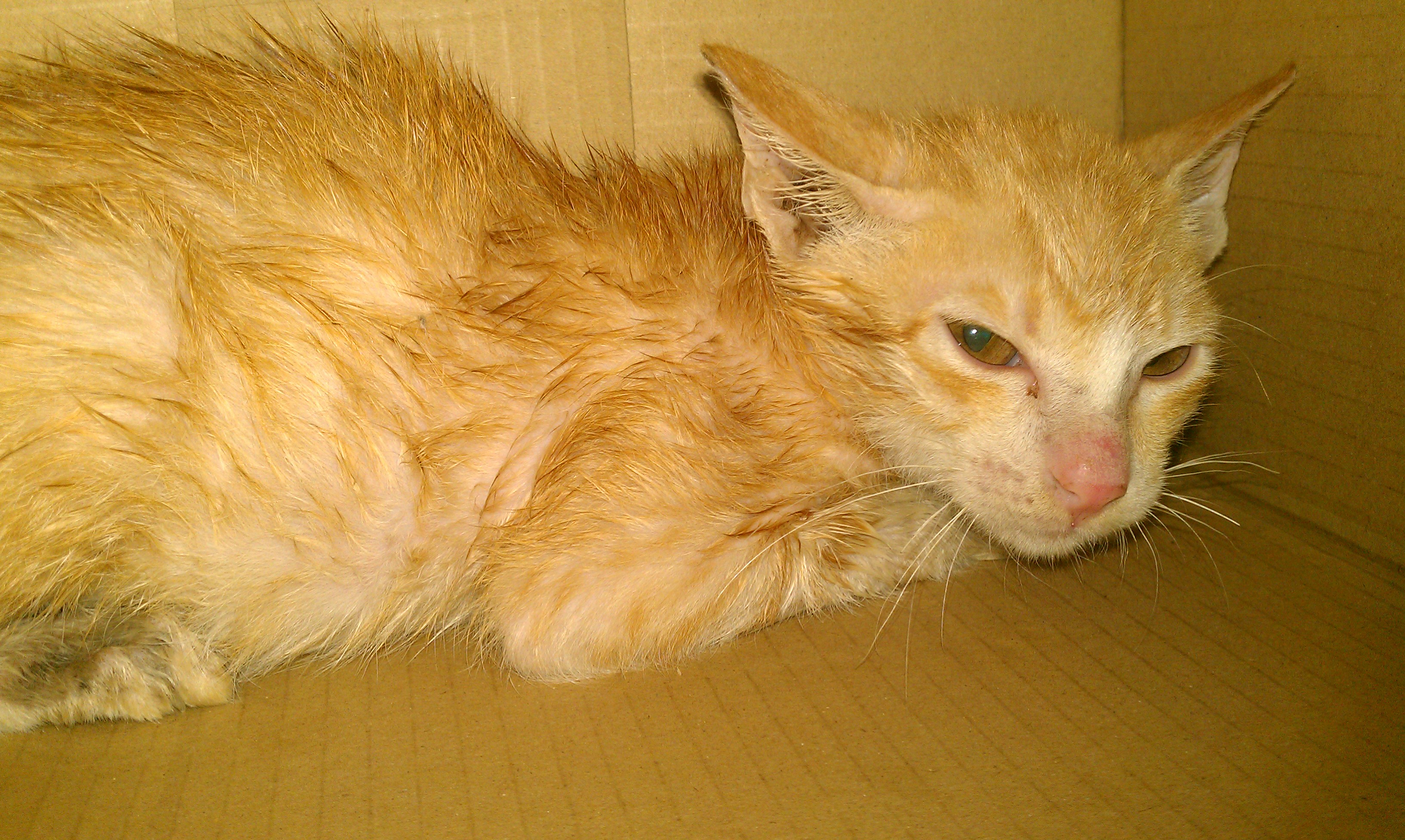 Full Grown Orange American Shorthair Cat Sitting