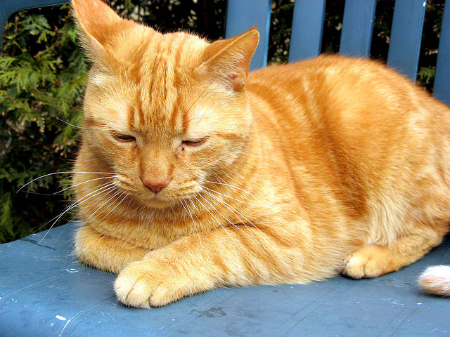 Full Grown Orange American Shorthair Cat