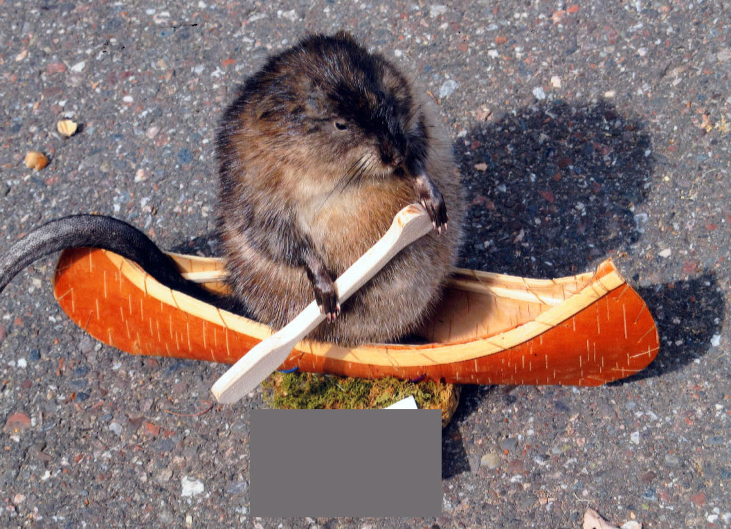 Funny Canoe Rat Picture