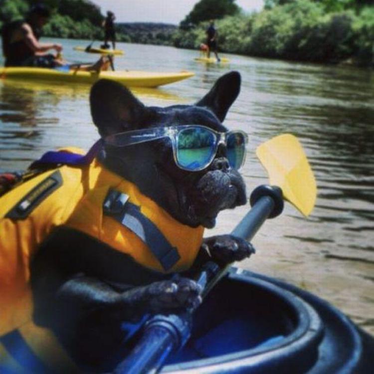 Funny Dog With Canoe Paddle Picture