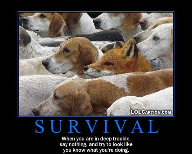 Funny Dogs Survival Poster