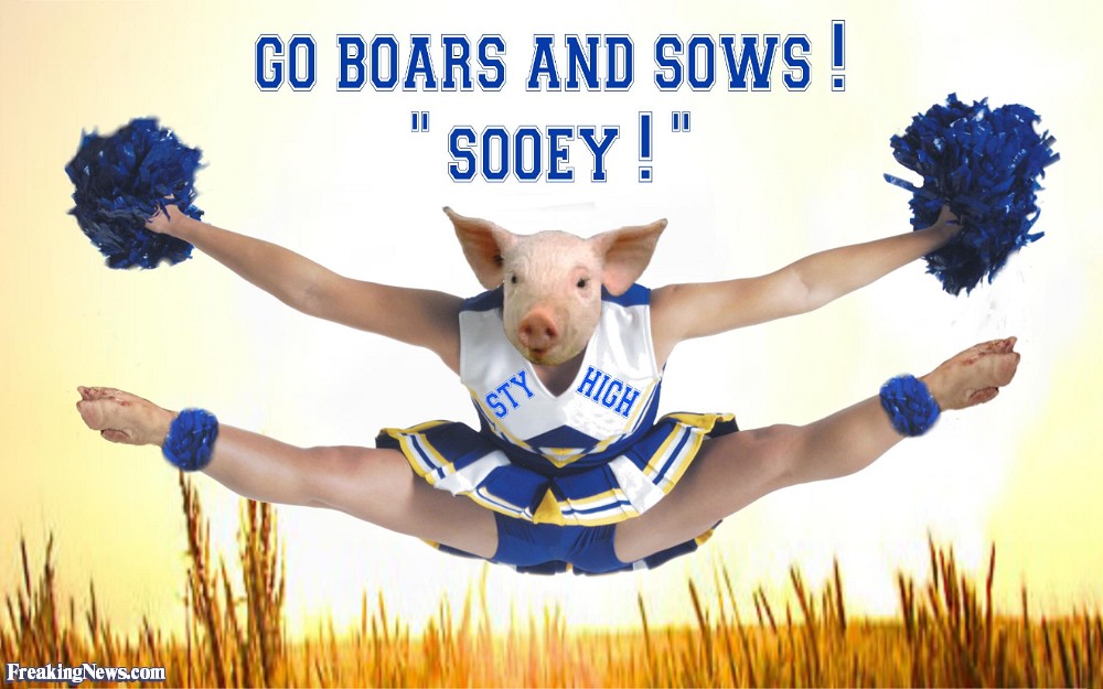 Funny Pig Cheerleader Picture