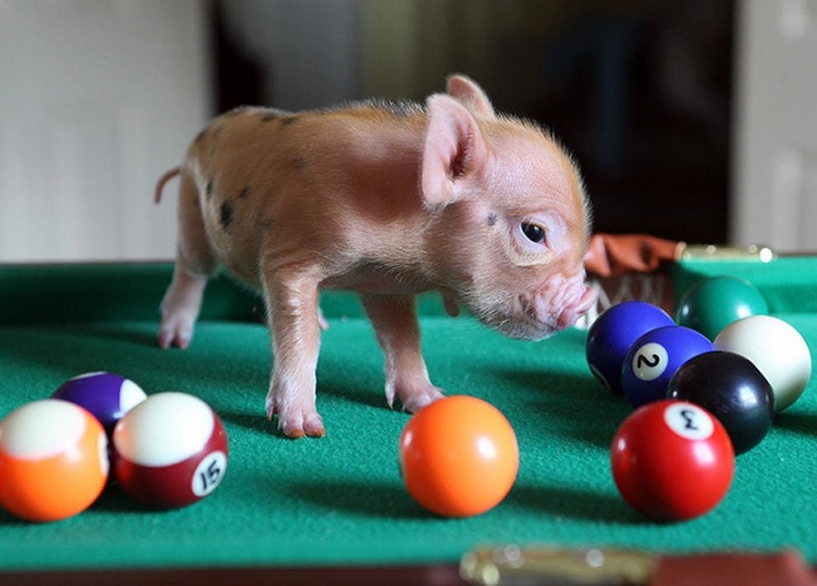 Funny Pig On Snooker Table