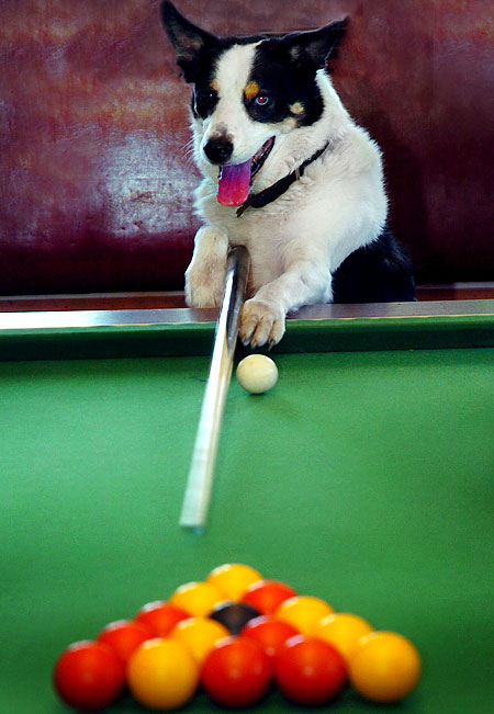 Funny Snooker Playing Dog Picture