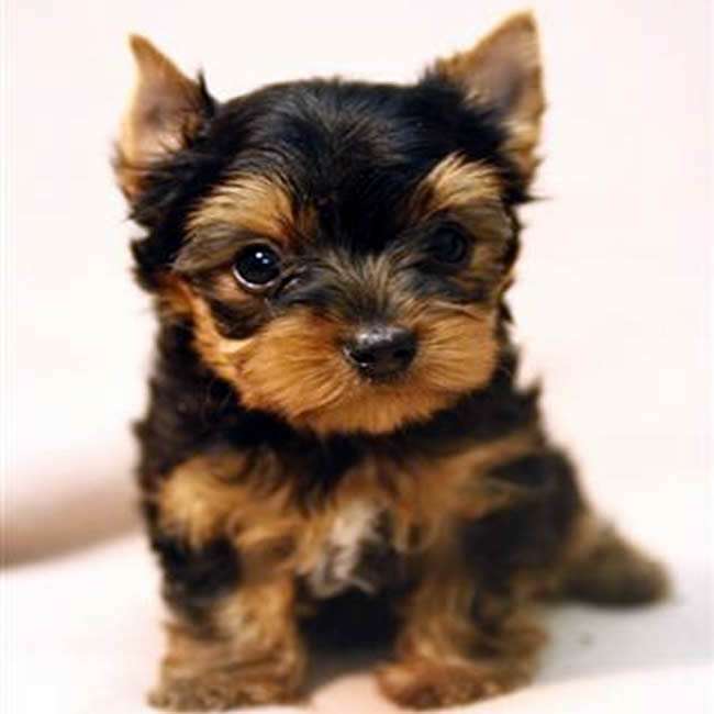 Golden And Brown Yorkshire Terrier Puppy