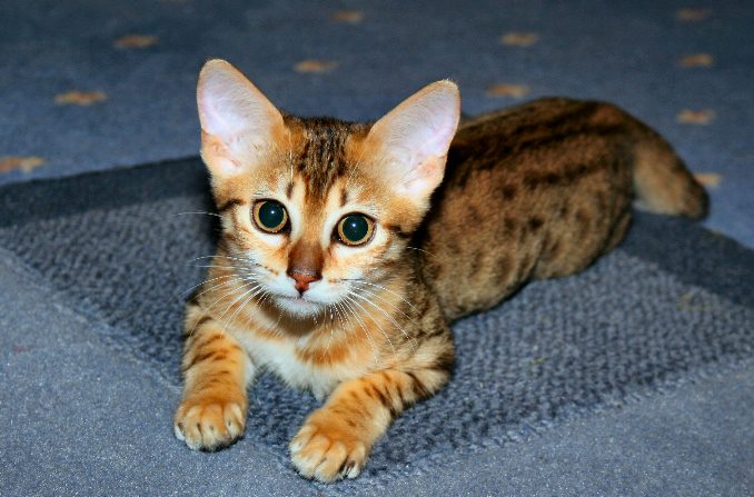 Golden Egyptian Mau Kitten Looking At Camera