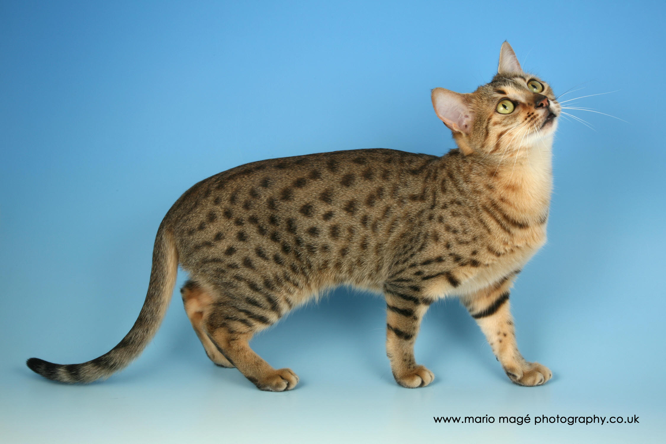 Golden Egyptian Mau Picture