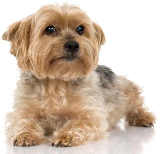 50 Very Beautiful Yorkshire Terrier Dog Photos And Pictures