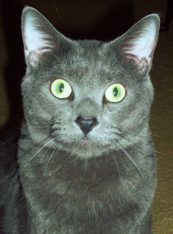 Grey American Shorthair Cat Face