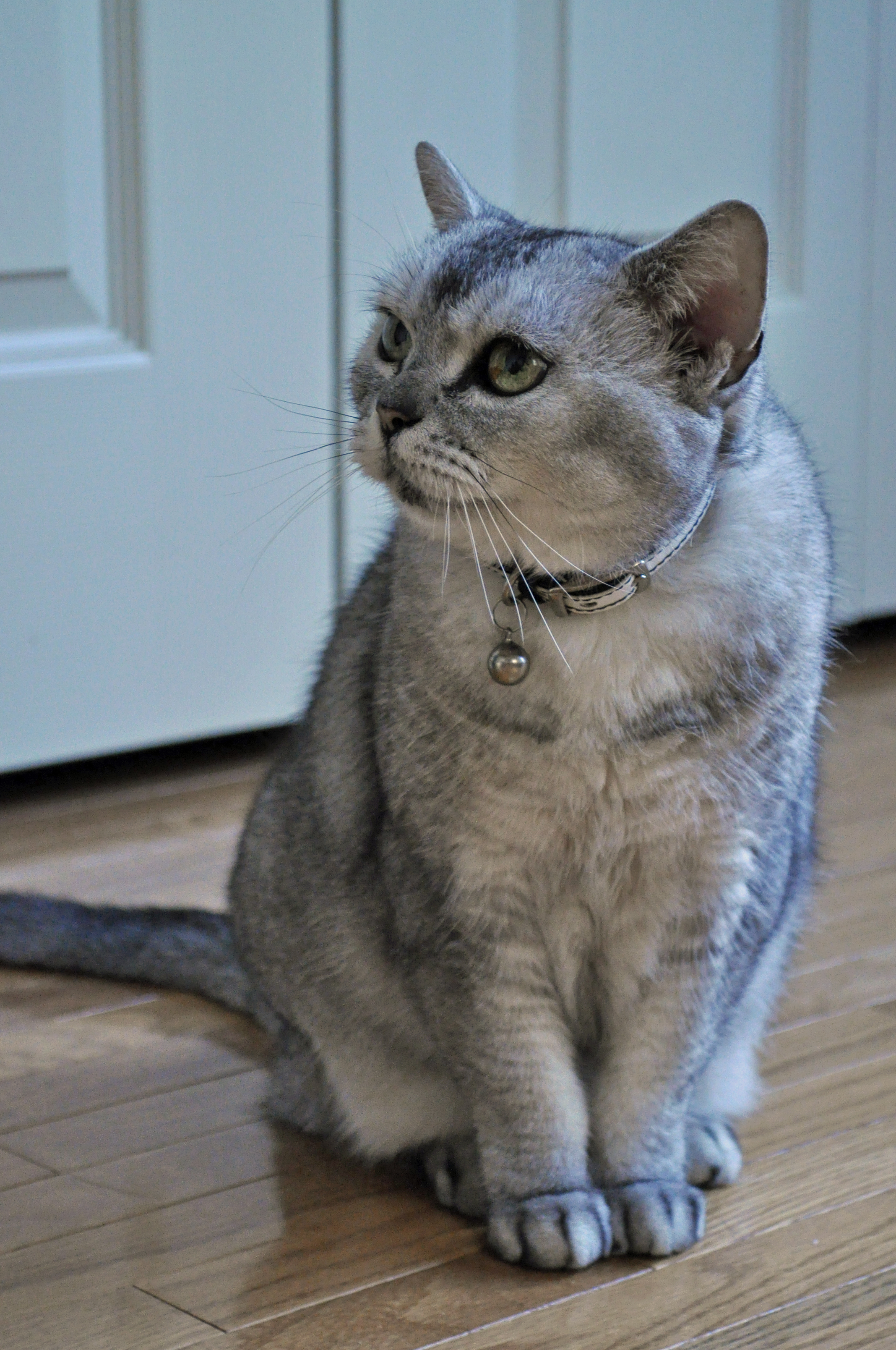 Grey American Shorthair Cat Sitting On Floor