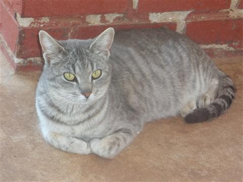 Grey American Shorthair Cat Sitting On Floor