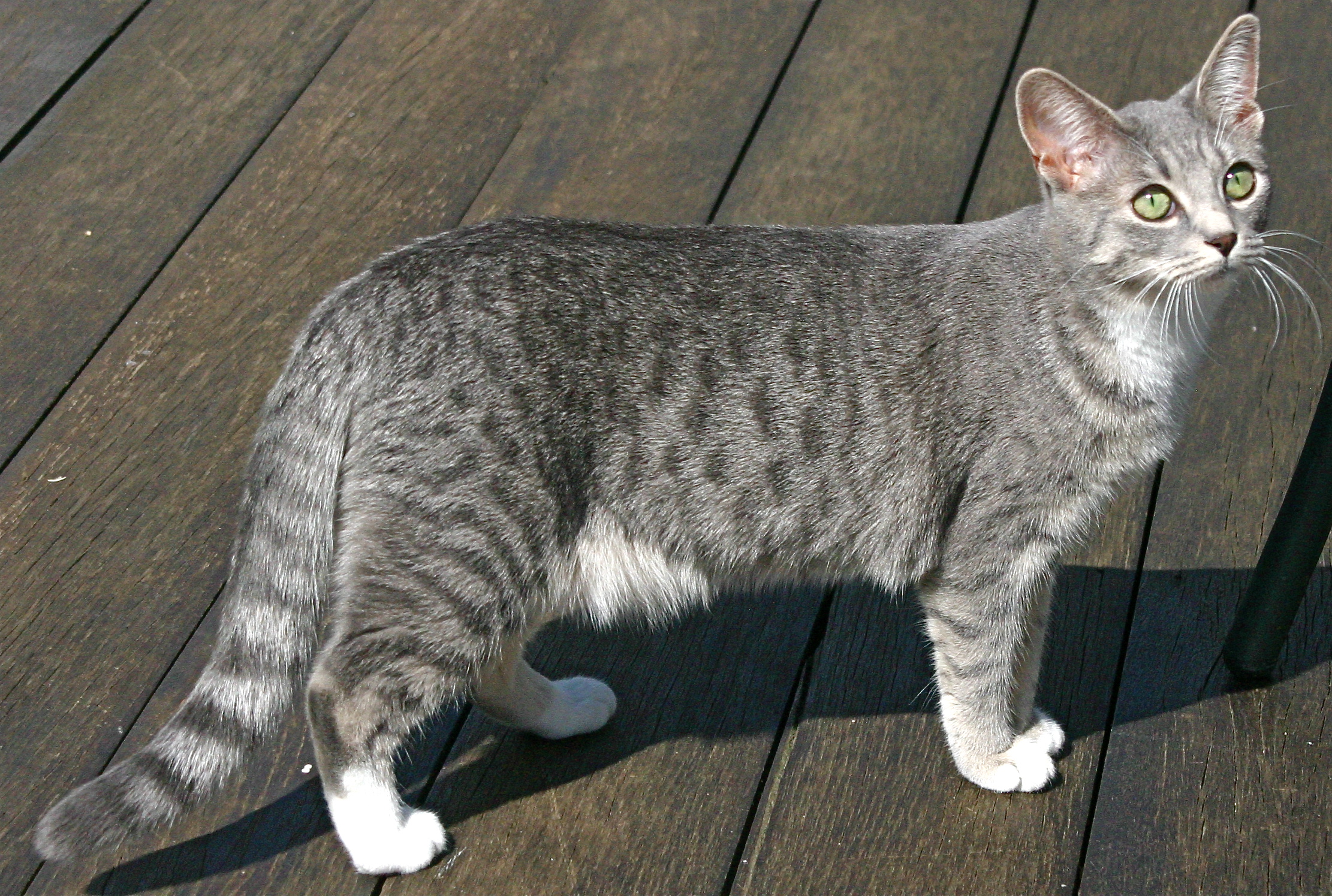 Grey Egyptian Mau Cat