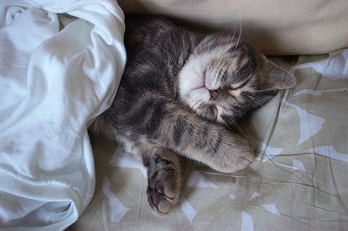 Grey Tabby American Shorthair Cat Sleeping