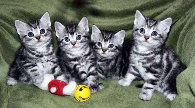 Grey Tabby American Shorthair Kittens