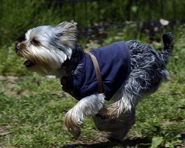 Grey Yorkshire Terrier Dog Running