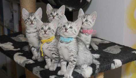Group Of Adorable Egyptian Mau Kittens Sitting On Table