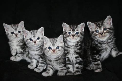 Group Of American Shorthair Kittens
