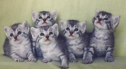 Group Of Cute Egyptian Mau Kittens