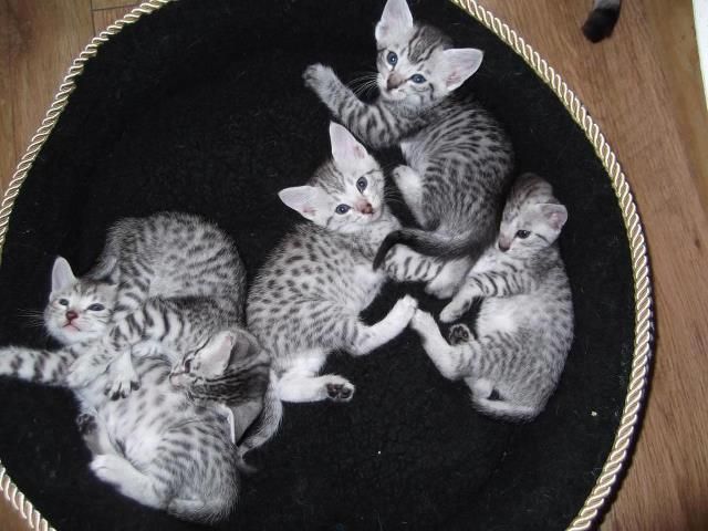Group Of Egyptian Mau Kittens Photo